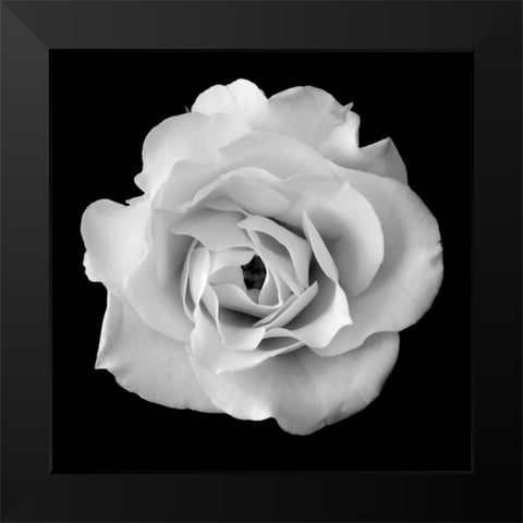 White Rose II Black Modern Wood Framed Art Print by Christensen, Jim