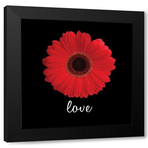 Love Daisy Black Modern Wood Framed Art Print by Christensen, Jim