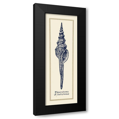 Pleurotoma Shell II Black Modern Wood Framed Art Print with Double Matting by Gorham, Gregory
