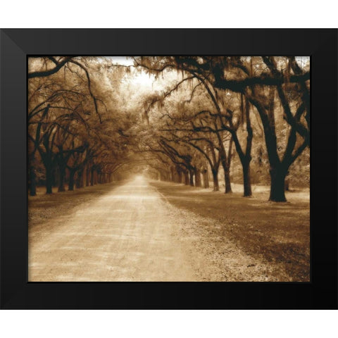 Savannah Oaks II Black Modern Wood Framed Art Print by Hausenflock, Alan