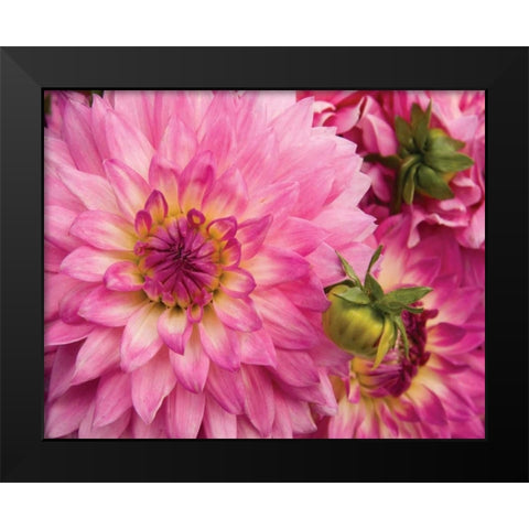 Pink Dahlia Black Modern Wood Framed Art Print by Love, Maureen