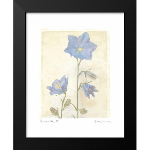 Campanula II Black Modern Wood Framed Art Print by Melious, Amy