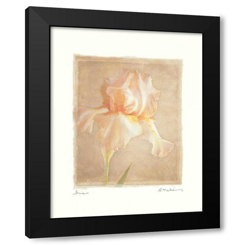 Iris Black Modern Wood Framed Art Print with Double Matting by Melious, Amy