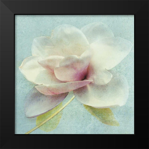 Pond Lily Sq. Black Modern Wood Framed Art Print by Melious, Amy