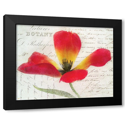 Bloom II Black Modern Wood Framed Art Print with Double Matting by Melious, Amy