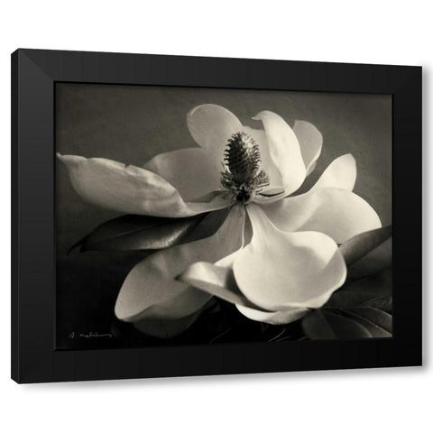 Magnolia Bloom Black Modern Wood Framed Art Print with Double Matting by Melious, Amy