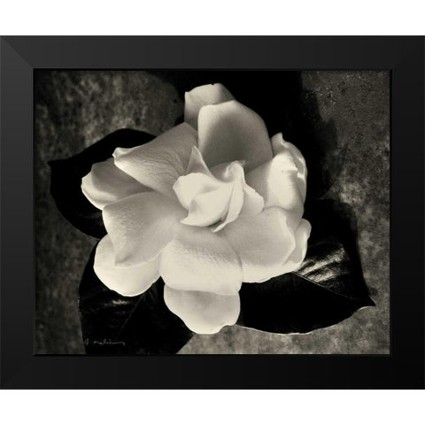 Gardenia Bloom Black Modern Wood Framed Art Print by Melious, Amy
