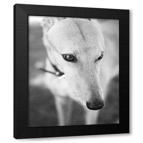 Greyhound Black and White Black Modern Wood Framed Art Print by Millet, Karyn