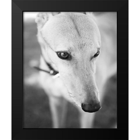 Greyhound Black and White Black Modern Wood Framed Art Print by Millet, Karyn