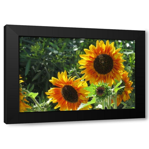 Summer Sunflowers I Black Modern Wood Framed Art Print by Williams, Alex