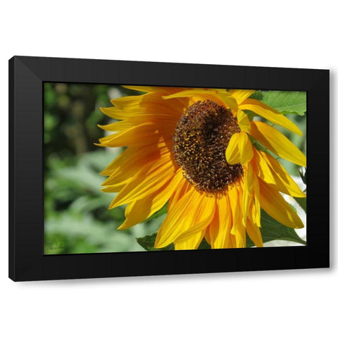 Summer Sunflowers II Black Modern Wood Framed Art Print by Williams, Alex