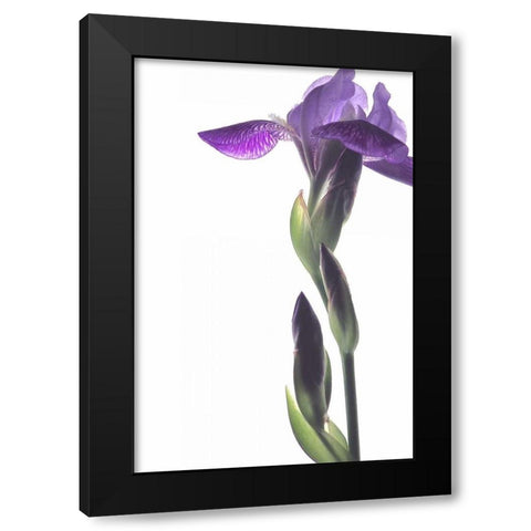 Purple Iris I Black Modern Wood Framed Art Print by Burkhart, Monika