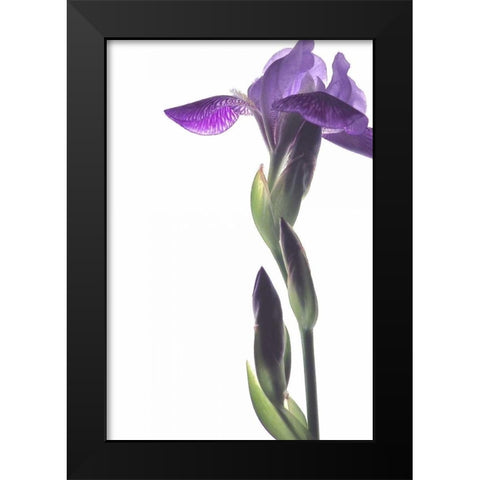 Purple Iris I Black Modern Wood Framed Art Print by Burkhart, Monika