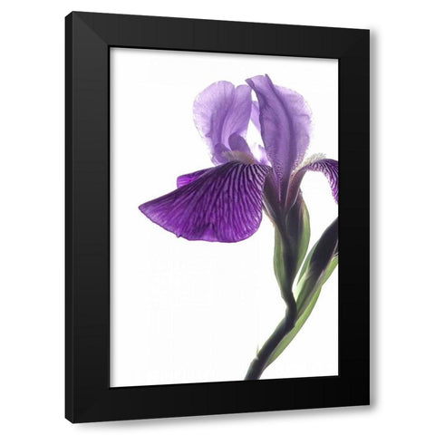 Purple Iris II Black Modern Wood Framed Art Print with Double Matting by Burkhart, Monika