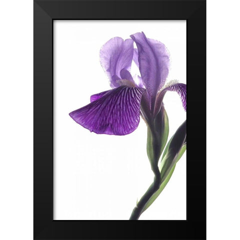 Purple Iris II Black Modern Wood Framed Art Print by Burkhart, Monika