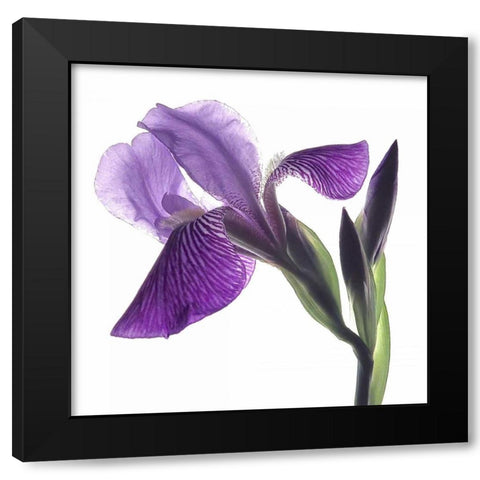 Purple Iris III Black Modern Wood Framed Art Print with Double Matting by Burkhart, Monika