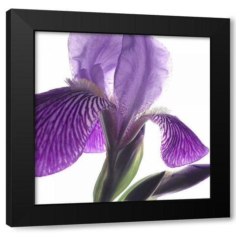 Purple Iris IV Black Modern Wood Framed Art Print by Burkhart, Monika