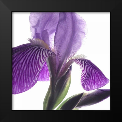 Purple Iris IV Black Modern Wood Framed Art Print by Burkhart, Monika
