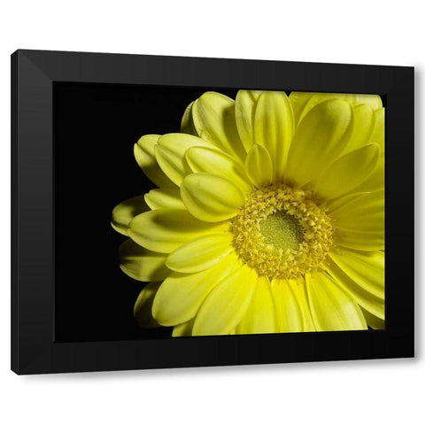 Yellow Daisy Black Modern Wood Framed Art Print by Burkhart, Monika