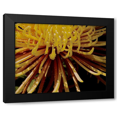 Sun Dance I Black Modern Wood Framed Art Print by Burkhart, Monika