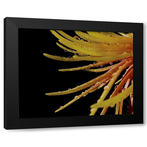 Sun Dance II Black Modern Wood Framed Art Print by Burkhart, Monika