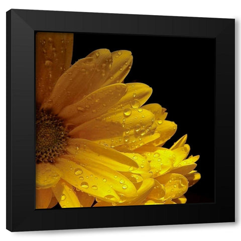 Sun Sparkled I Black Modern Wood Framed Art Print by Burkhart, Monika