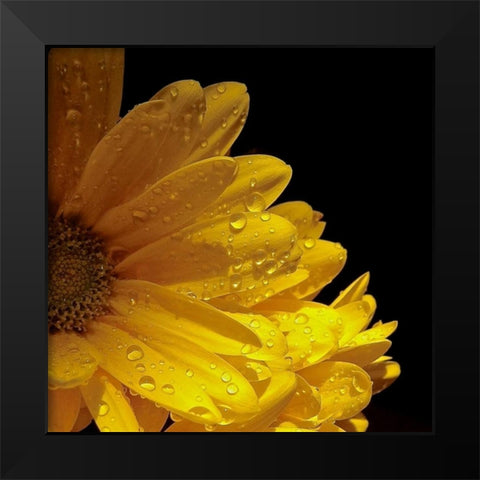 Sun Sparkled I Black Modern Wood Framed Art Print by Burkhart, Monika