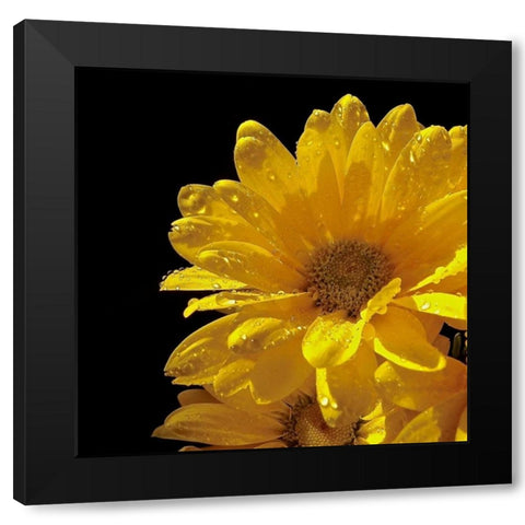 Sun Sparkled II Black Modern Wood Framed Art Print by Burkhart, Monika