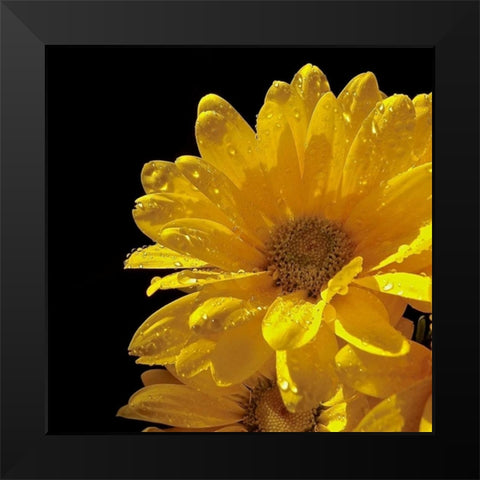 Sun Sparkled II Black Modern Wood Framed Art Print by Burkhart, Monika