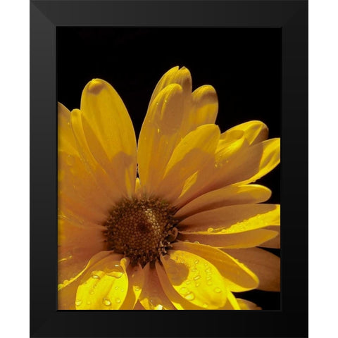 Sun Sparkled III Black Modern Wood Framed Art Print by Burkhart, Monika