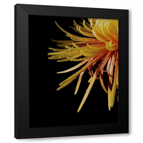 Sun Dance III Black Modern Wood Framed Art Print with Double Matting by Burkhart, Monika