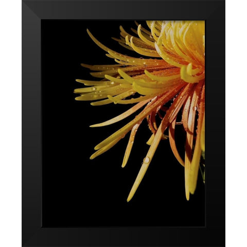 Sun Dance III Black Modern Wood Framed Art Print by Burkhart, Monika