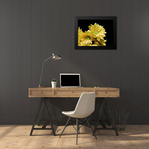 Daisy Dazzle I Black Modern Wood Framed Art Print by Burkhart, Monika