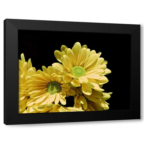 Daisy Dazzle I Black Modern Wood Framed Art Print with Double Matting by Burkhart, Monika
