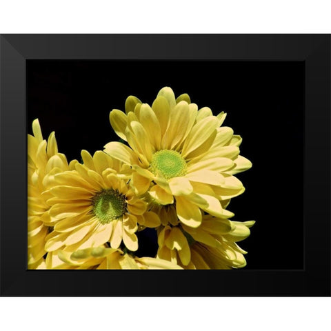 Daisy Dazzle I Black Modern Wood Framed Art Print by Burkhart, Monika