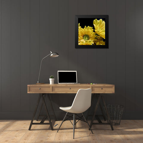 Daisy Dazzle II Black Modern Wood Framed Art Print by Burkhart, Monika