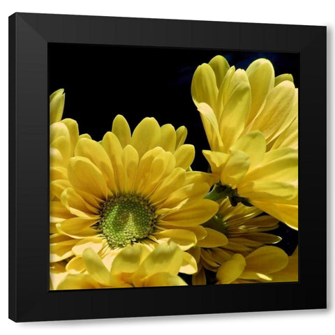 Daisy Dazzle II Black Modern Wood Framed Art Print by Burkhart, Monika