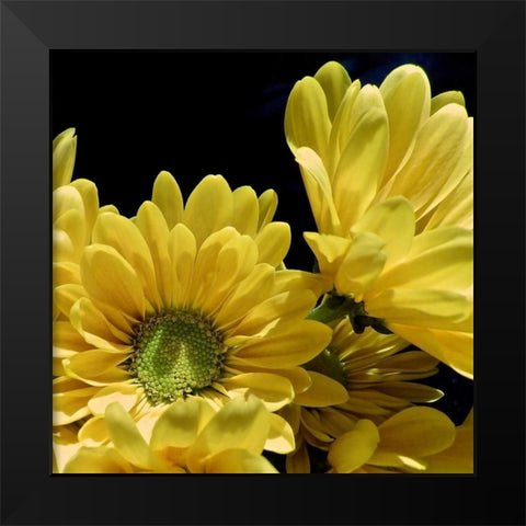 Daisy Dazzle II Black Modern Wood Framed Art Print by Burkhart, Monika