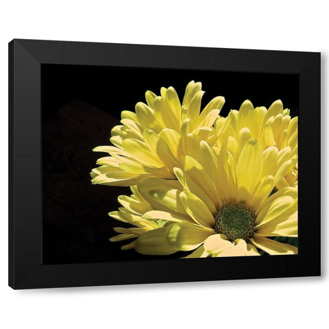 Yellow Daisy II Black Modern Wood Framed Art Print by Burkhart, Monika