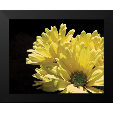 Yellow Daisy II Black Modern Wood Framed Art Print by Burkhart, Monika
