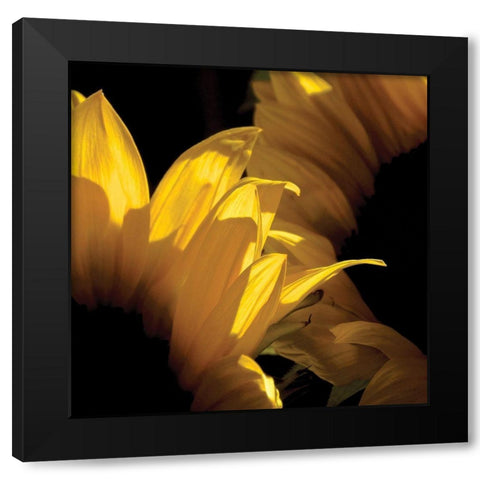 Sunlit Sunflowers V Black Modern Wood Framed Art Print with Double Matting by Burkhart, Monika