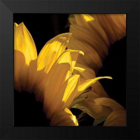Sunlit Sunflowers V Black Modern Wood Framed Art Print by Burkhart, Monika