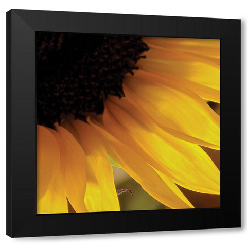 Sunlit Sunfloweres VI Black Modern Wood Framed Art Print by Burkhart, Monika