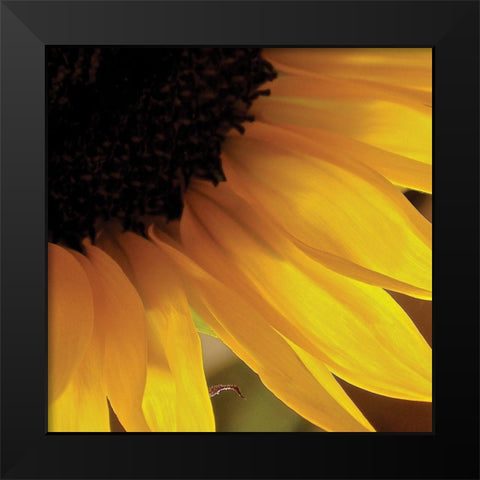 Sunlit Sunfloweres VI Black Modern Wood Framed Art Print by Burkhart, Monika