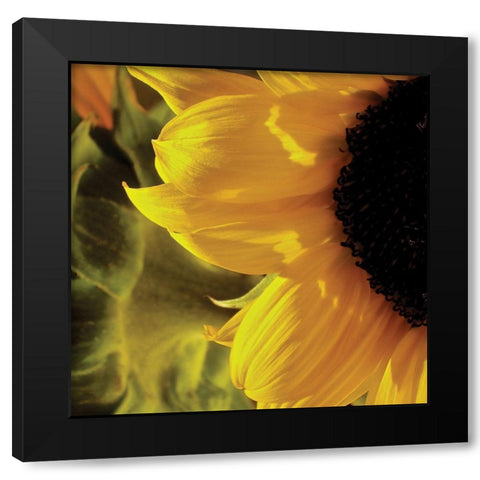 Sunlit Sunflowers VII Black Modern Wood Framed Art Print by Burkhart, Monika