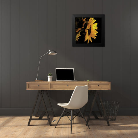 Sunlit Sunflowers VIII Black Modern Wood Framed Art Print by Burkhart, Monika