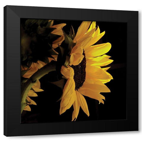 Sunlit Sunflowers VIII Black Modern Wood Framed Art Print with Double Matting by Burkhart, Monika