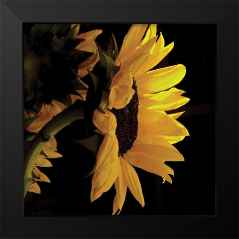 Sunlit Sunflowers VIII Black Modern Wood Framed Art Print by Burkhart, Monika
