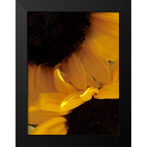 Sunflowers IX Black Modern Wood Framed Art Print by Burkhart, Monika