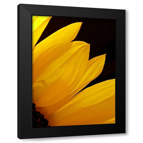 Sunflowers X Black Modern Wood Framed Art Print with Double Matting by Burkhart, Monika